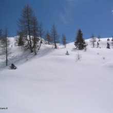 pini-madonna-di-campiglio.JPG