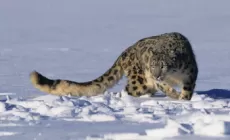 DEVERO - 10 ore di sci alpinismo per salvare il leopardo delle nevi