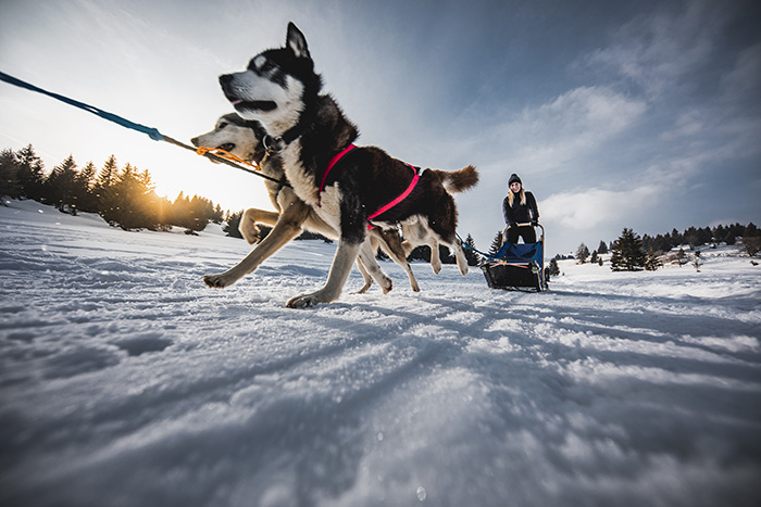 passo coe sleddog