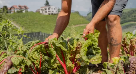 Alto Adige, 900 prodotti dei masi nella nuova guida Gallo Rosso