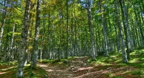 PAGANELLA - Sai cos'è il forest bathing?