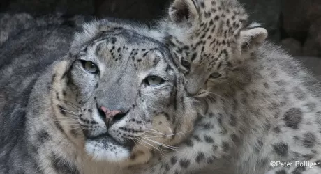 MISURINA - Sci alpinismo per il leopardo delle nevi