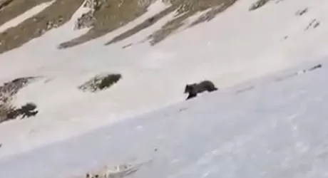 MONTE BALDO - Orso incrocia un escursionista, il video