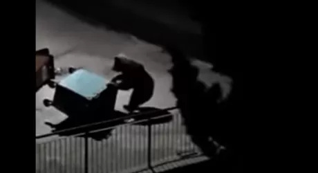 Avvistato un orso al Passo del Tonale (Vermiglio), video