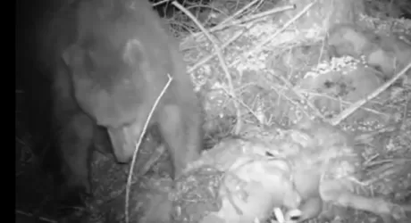 Vari avvistamenti dell'orso in Valle Camonica, video