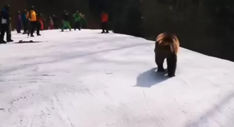 VIDEO - Orso in pista in Romania insegue maestro di sci, poi si dilegua nel bosco
