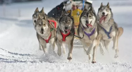 Alpe Cimbra - Non solo sci, dal 17 febbraio le gare di Sleddog