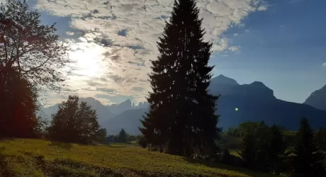 Arriva da Andalo l'albero di Natale di Piazza San Pietro