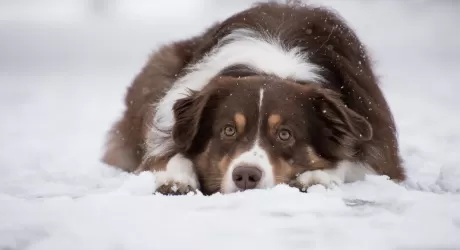 Il pastore australiano può andare sulla neve?
