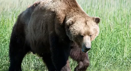 SLOVENIA - Ucciso l'orso Dino, mito di Asiago