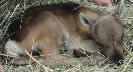 COURMAYEUR - E' nata la prima renna valdostana