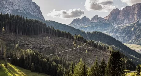 ALTA BADIA - Wownature, il progetto per adottare un albero e rimboschire il Passo Campolongo