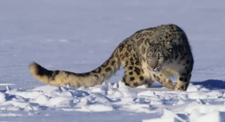 Una giornata di sci alpinismo a sostegno dello Snow Leopard Trust