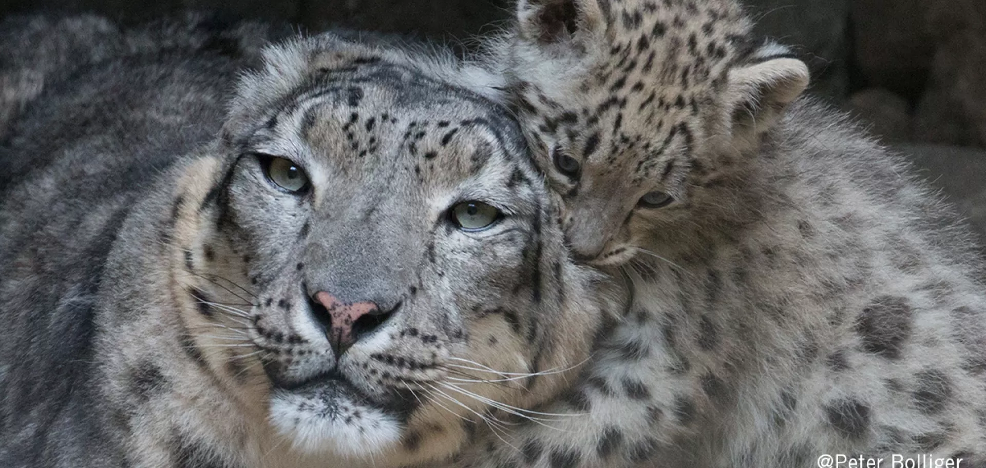 Peter Bolliger - Il leopardo delle nevi