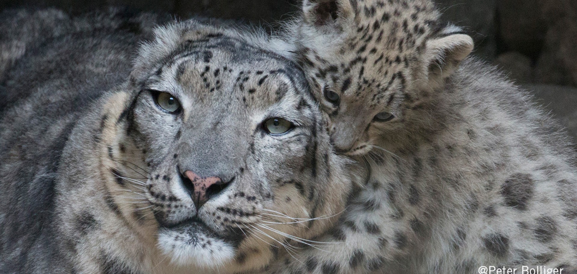 Peter Bolliger - Il leopardo delle nevi