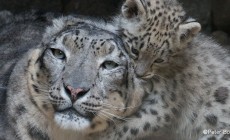 MISURINA - Sci alpinismo per il leopardo delle nevi