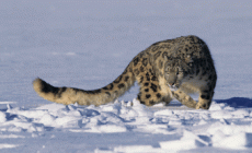 DEVERO - 10 ore di sci alpinismo per salvare il leopardo delle nevi