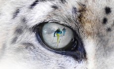 SPIAZZI DI GROMO - Il 29 febbraio la tappa italiana dello Snow Leopard Day