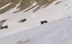 MONTE BALDO - Orso incrocia un escursionista, il video