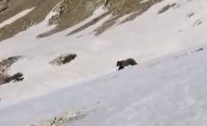 MONTE BALDO - Orso incrocia un escursionista, il video