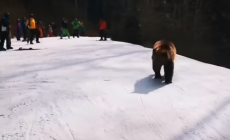 VIDEO - Orso in pista in Romania insegue maestro di sci, poi si dilegua nel bosco