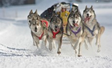 Alpe Cimbra - Non solo sci, dal 17 febbraio le gare di Sleddog