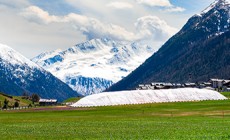 LIVIGNO - Si scierà in centro il 26 agosto con la neve conservata nella snowfarm