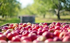 Appleskin, dagli scarti delle mele alle tute da sci