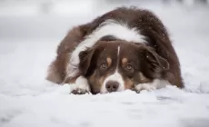Il pastore australiano può andare sulla neve?