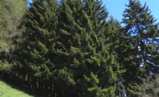 Arriva dal Trentino l'albero di Natale In piazza San Pietro