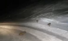 ALTO ADIGE - Lupi in pista in Alta Badia, video