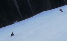 VIDEO - Orso insegue sciatore in pista a Clabucet Predeal, Romania