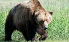SLOVENIA - Ucciso l'orso Dino, mito di Asiago
