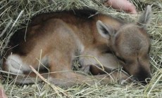 COURMAYEUR - E' nata la prima renna valdostana