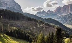 ALTA BADIA - Wownature, il progetto per adottare un albero e rimboschire il Passo Campolongo